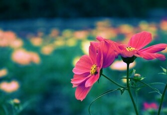 Cute Flower Wallpaper For Desktop