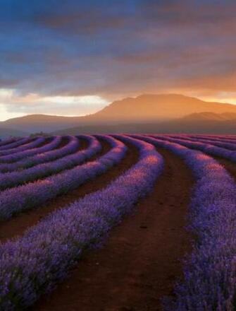 Bridestowe Lavender Tasmania Wallpaper For Amazon Kindle Fire