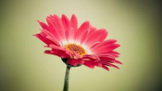 Flower Wallpaper