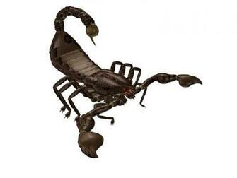 Best Wallpaper Scorpions