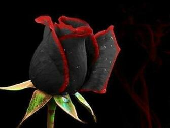 Dark Rose Wallpaper Image In Collection