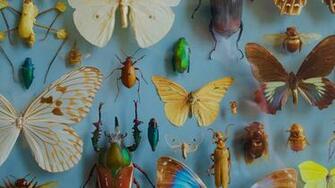 Wallpaper Insects Collection Butterflies