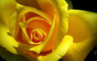 Flower Wallpaper Large Macro Photography