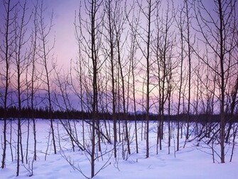 Winter Trees Wallpaper