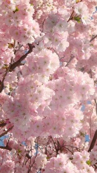 Flowers Of Japan Native Home Garden Design