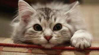 Wallpaper Beautiful Cat HD Upload At October By