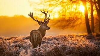 Wallpaper Deer 4k HD Wild Sun Yellow Nature
