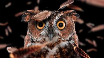 Funny Owl HD Wallpaper Gludy