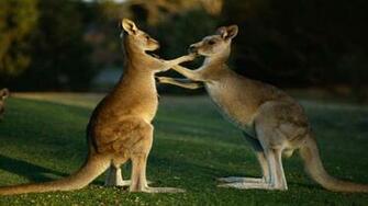 Kangaroo Wallpaper Image Photos Pictures Background