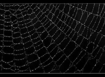 Spiderweb Background