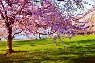 April Spring Wallpaper