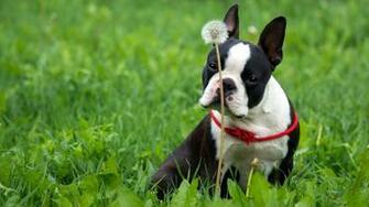 Boston Terrier Wallpaper HD 83591ig 4usky
