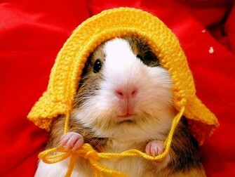 Hamster Wallpaper HD Widescreen