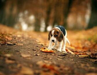 Beagle Wallpaper