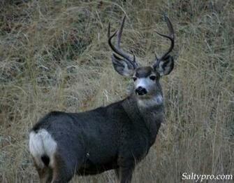 Wildlife Photography