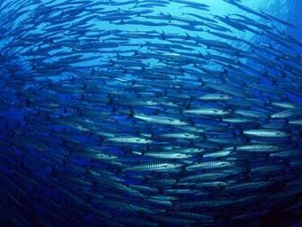Fish Ocean Wallpaper Windows Background