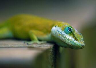 Reptiles HD Wallpaper Desktop Background