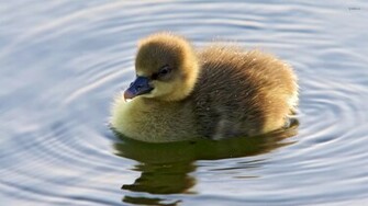Duckling Wallpaper Animal