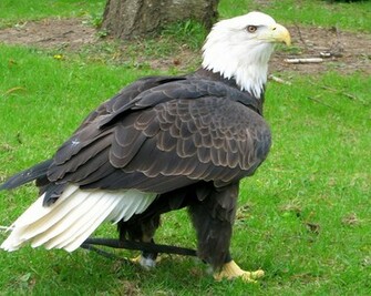 Bald Eagle HD Wallpaper