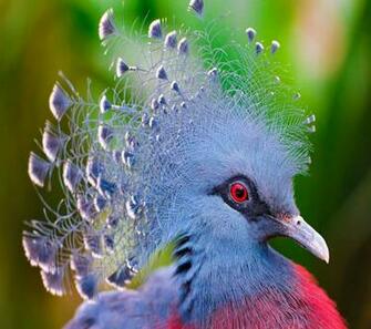 Tropical Birds Wallpaper Bird