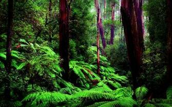 Amazon Forest Wallpaper