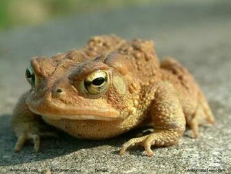 Jimmy Here Toad Background
