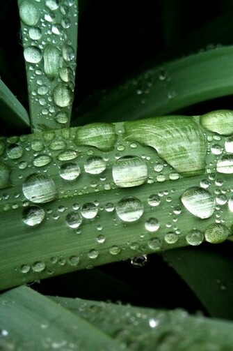 Raindrops On Leaf Simply Beautiful iPhone Wallpaper