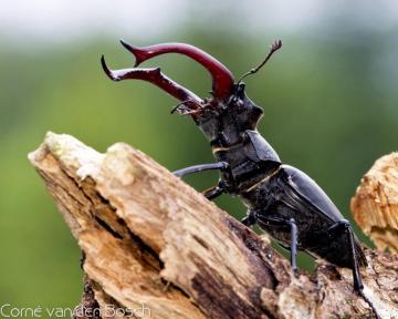 Insect Wallpaper Top Background