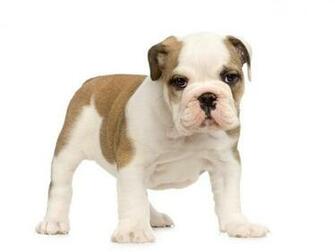 Chiot Mignon Bulldog Anglais Wallpaper