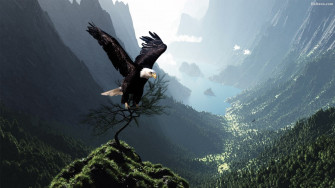 Eagle Wallpaper