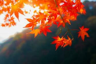 Fall Wallpaper And Background For Your Computer