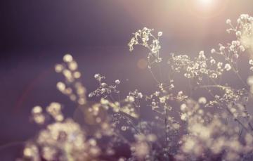 Wallpaper The Sun Macro Rays Light Flowers Nature Plant Dry