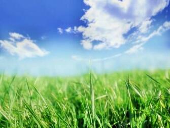 Grass Wallpaper And Background Image Id