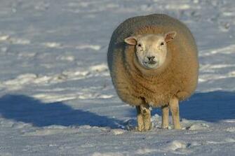 Texel Sheep Wide Wallpaper Hivewallpaper