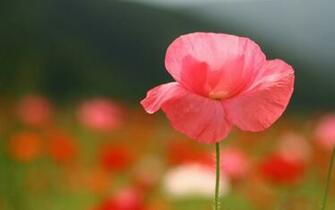 Red Flowers Wallpaper HD Bhstorm