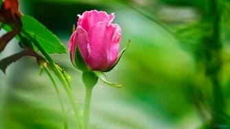 Very Cute Rose Plant Wallpaper