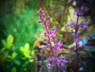 Wallpaper Colorful Nature