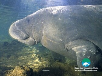 Manatee Wallpaper