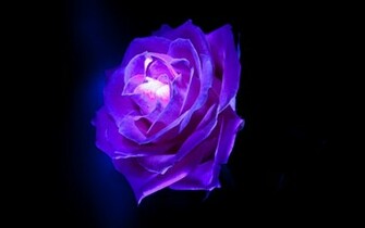 Purple Rose Flowers