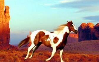 Awesome Collection Horse Painting Wallpaper HDq Cover