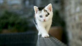 Kitten Wallpaper Desktop Background