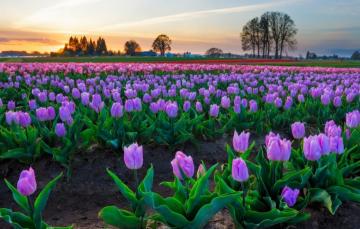 Wallpaper Field The Sky Trees Flowers Bright Spring Tulips