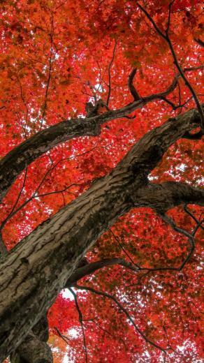 Japanese Maple Late Autumn Scenesamsung Wallpaper