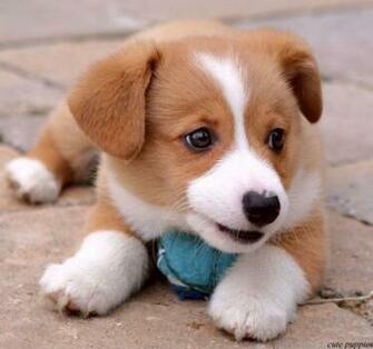 Cute Dogs Pets Very Puppies And Kittens