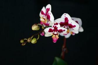 Source Url Iappsofts Orchids Background Html