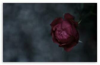 Burgundy Roses Wallpaper For
