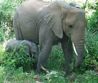 Elephant Family Elephants Animals Wallpaper