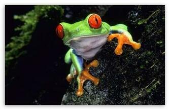 Red Eyed Tree Frog Wallpaper