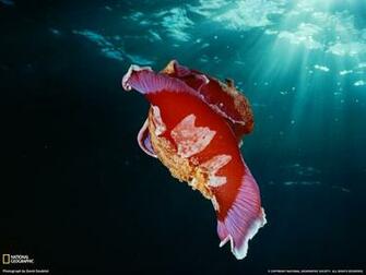 Wallpaper De La Grande Barri Re Corail