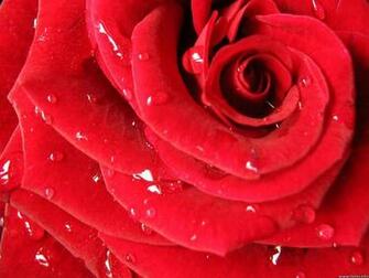 Red Rose Photos Flowers Roses Wallpaper Desktop Flower